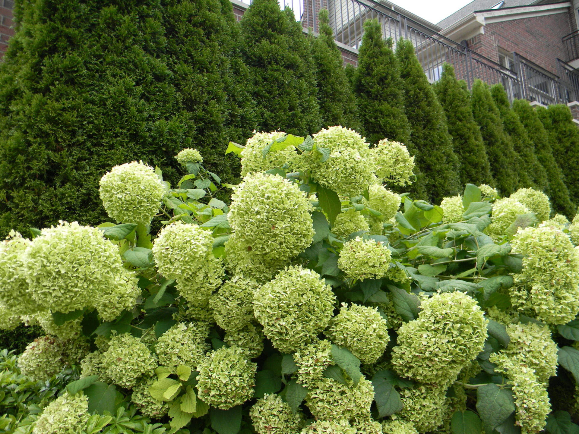 Lush green hydrangeas bloom abundantly beside tall evergreens, with a brick building backdrop. The scene feels serene and well-maintained.