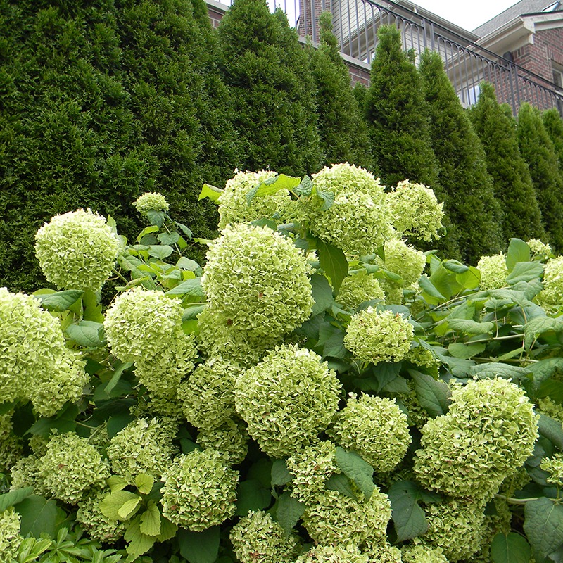Lush hydrangea bushes with large green blooms fill the foreground; tall evergreens and a brick building form the background, creating a vibrant garden scene.