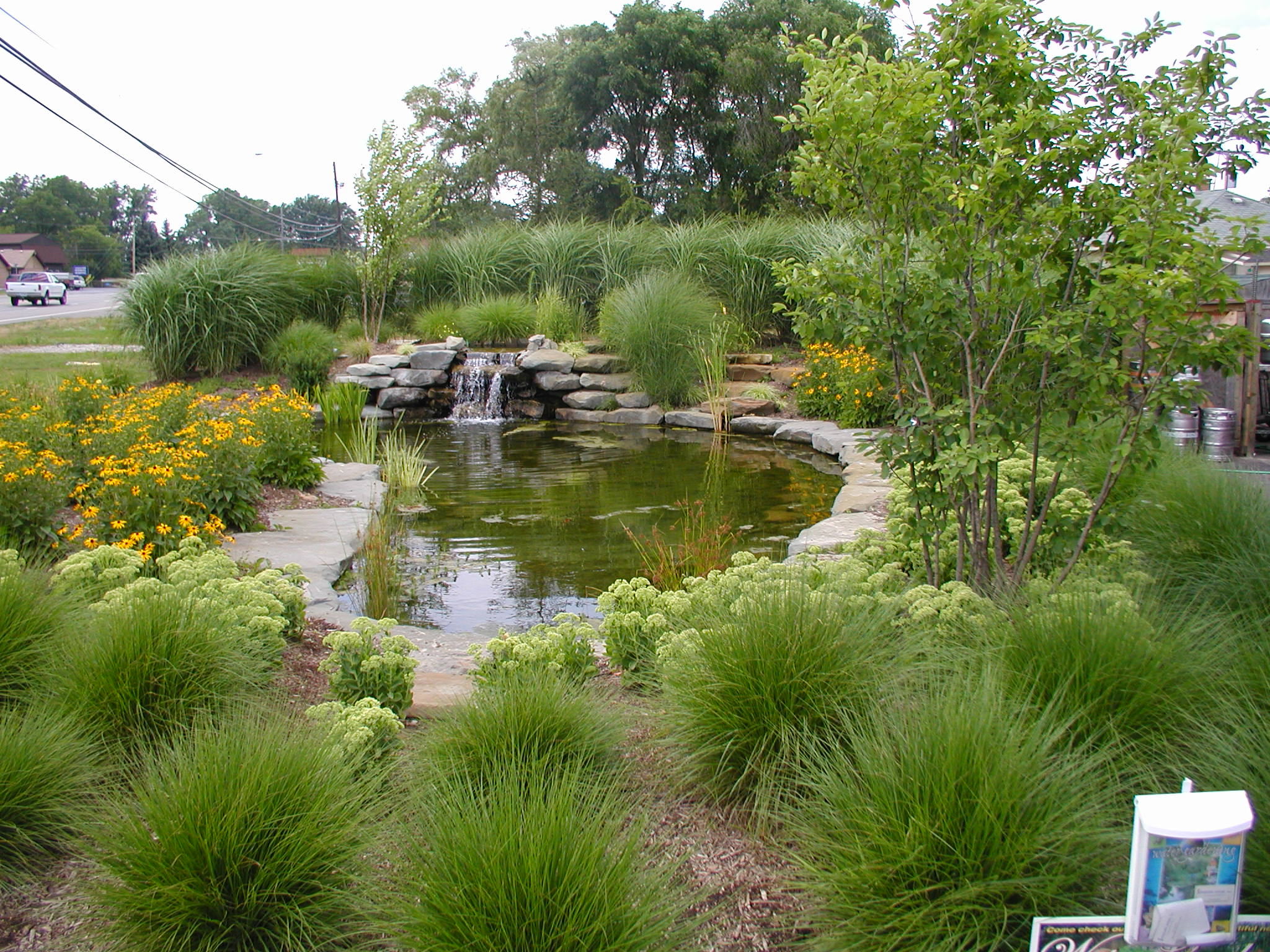 A small, landscaped garden pond features a waterfall, surrounded by lush greenery and bright yellow flowers, near a street with cars.