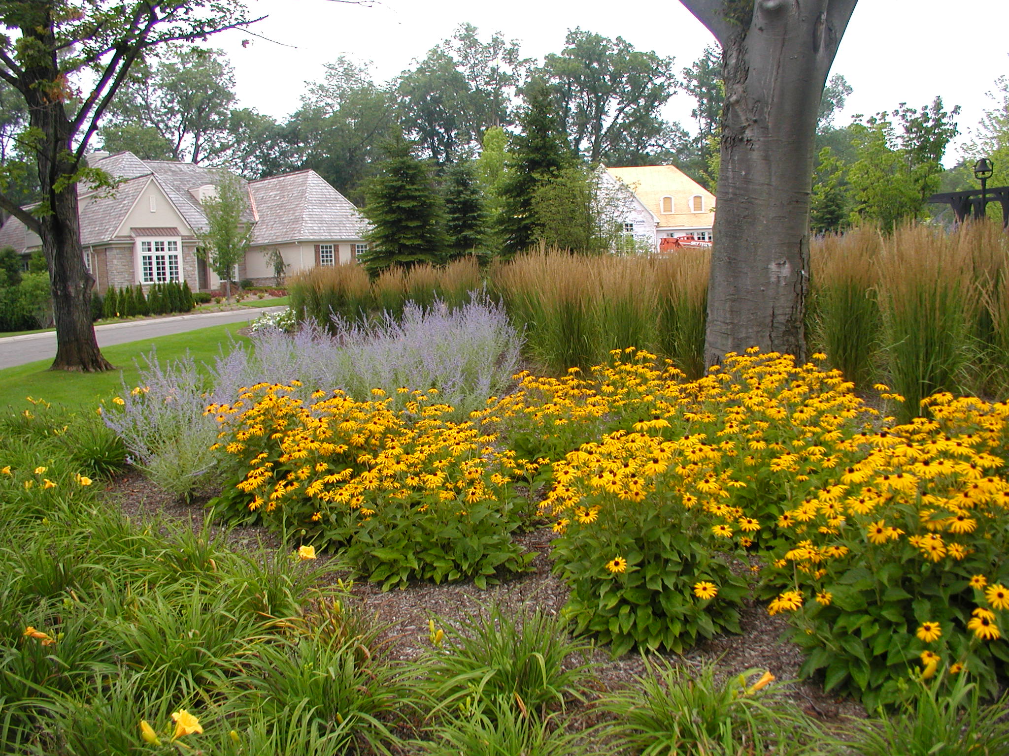 A lush garden with vibrant yellow flowers and tall grasses sits in front of charming houses, surrounded by tall trees and greenery.