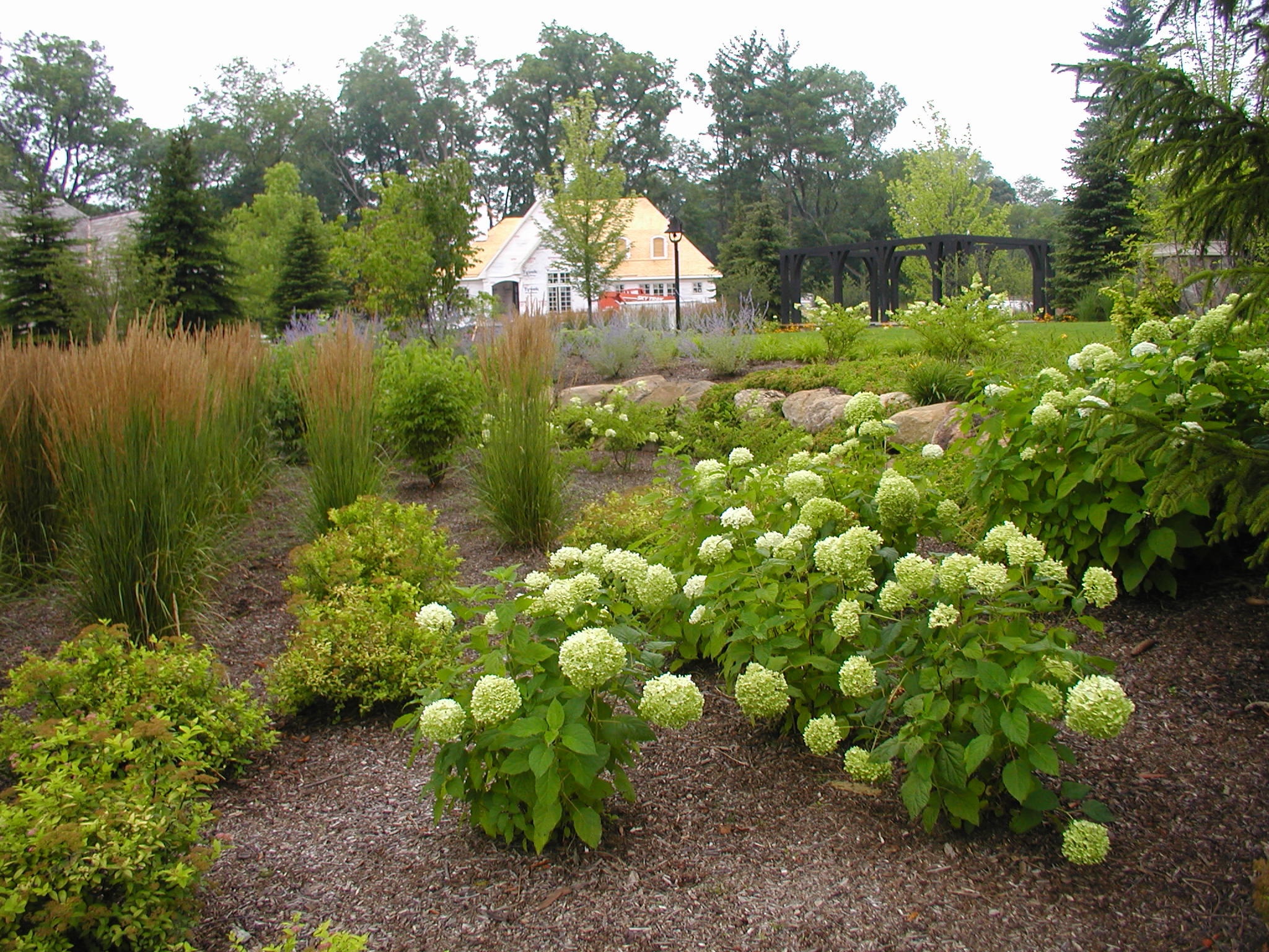 Lush garden with hydrangeas, tall grasses, and a wooden structure; background features trees and a partially visible building under construction.