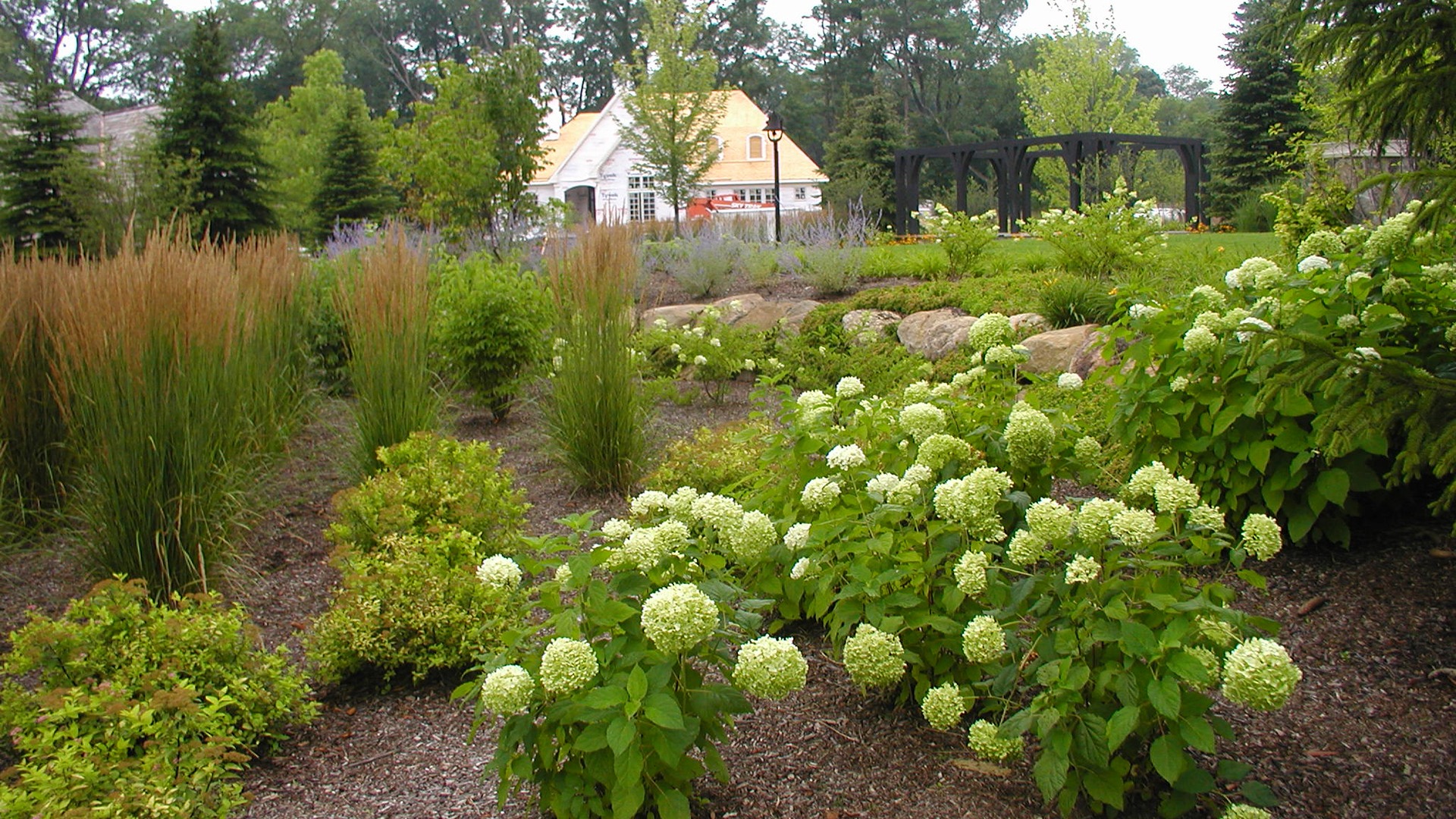 Lush garden with blooming hydrangeas, ornamental grasses, and trees surround a quaint house and wooden pergola, creating a tranquil, picturesque setting.