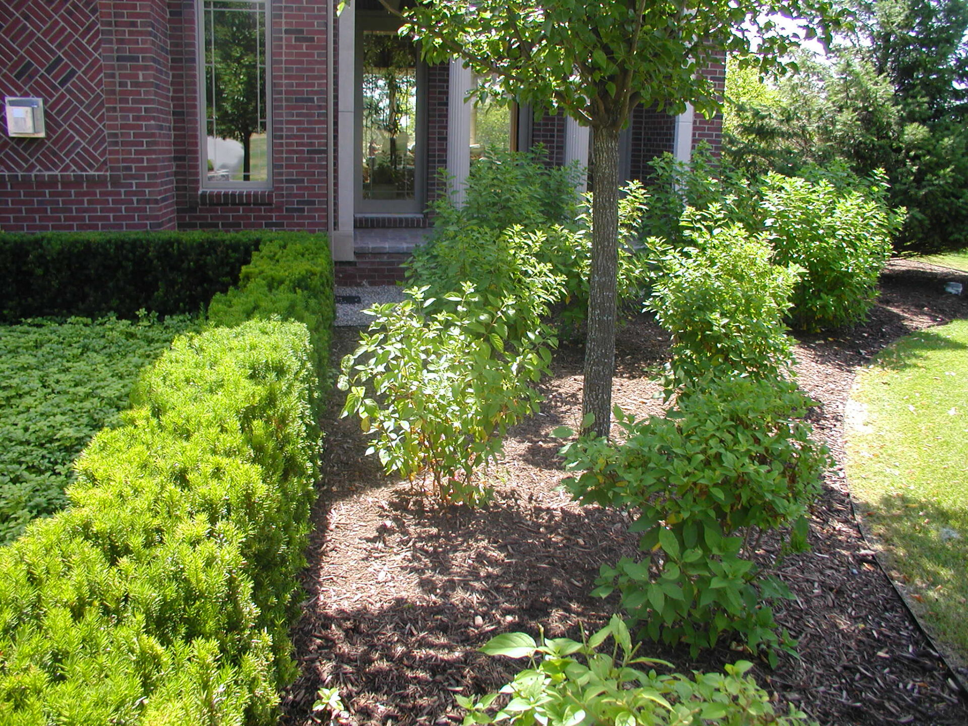 Lush garden with well-trimmed bushes and a small tree beside a brick building displaying reflective windows, surrounded by green foliage.