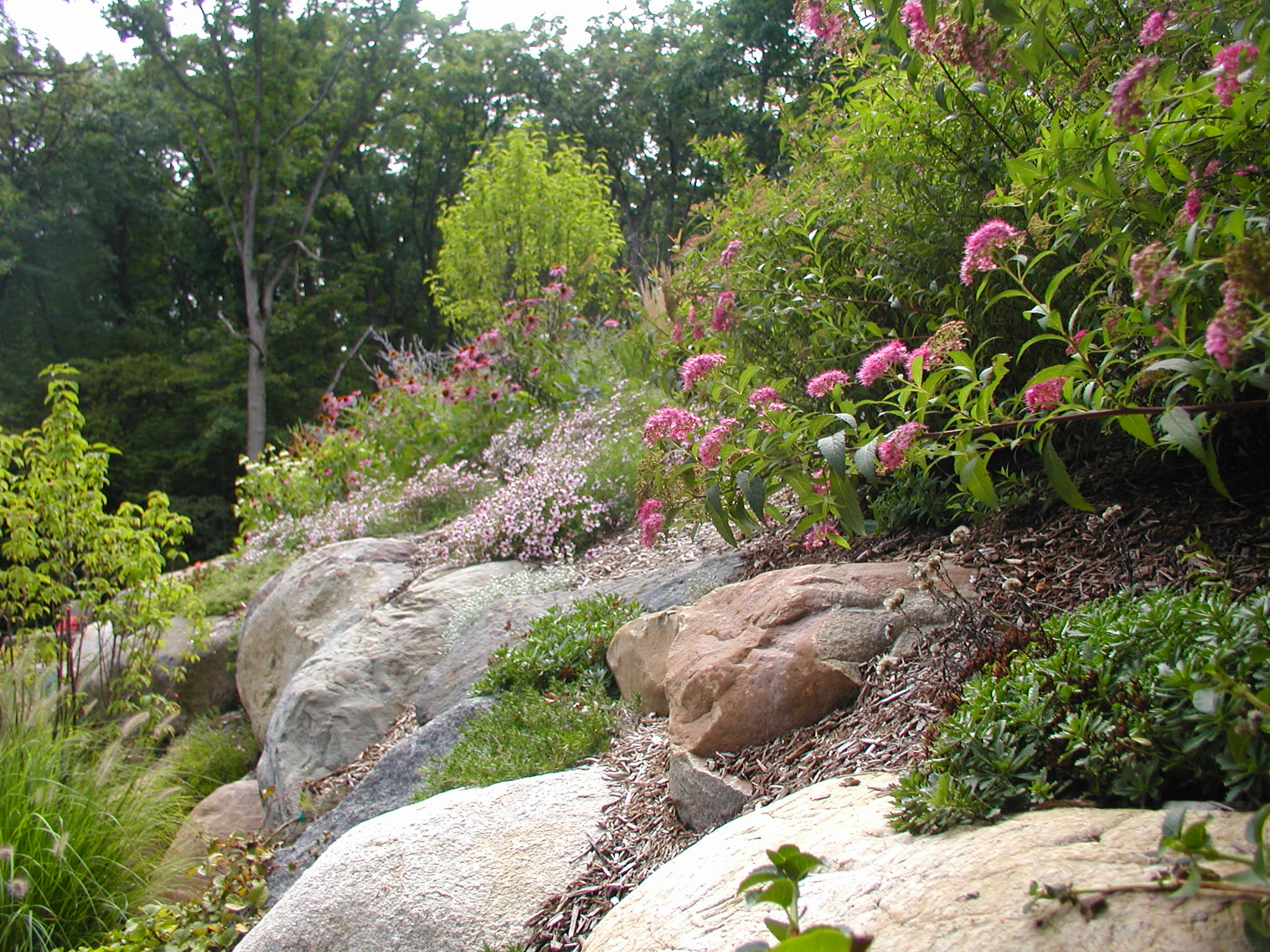 A serene garden scene with rocks and lush greenery, adorned with pink flowers and surrounded by tall trees in the background.