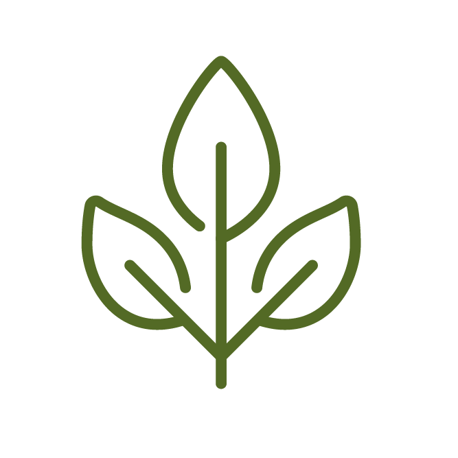 A simple green line drawing of a plant with three leaves on a transparent background, representing nature or eco-friendly themes.