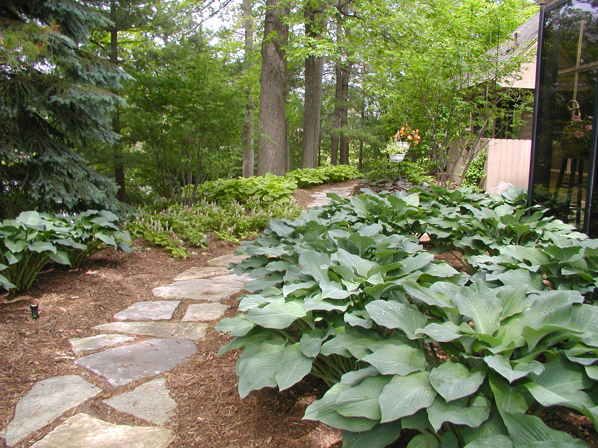 Lush garden with a stone path winding through hosta plants and trees, leading to a glass-walled building. Peaceful, green setting.