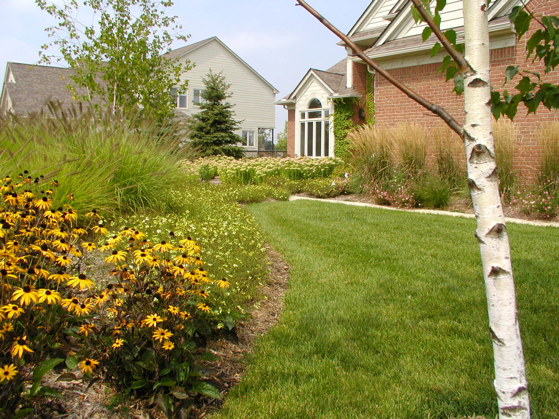 A well-kept suburban yard features lush greenery, vibrant yellow flowers, and a birch tree in front of a brick house.