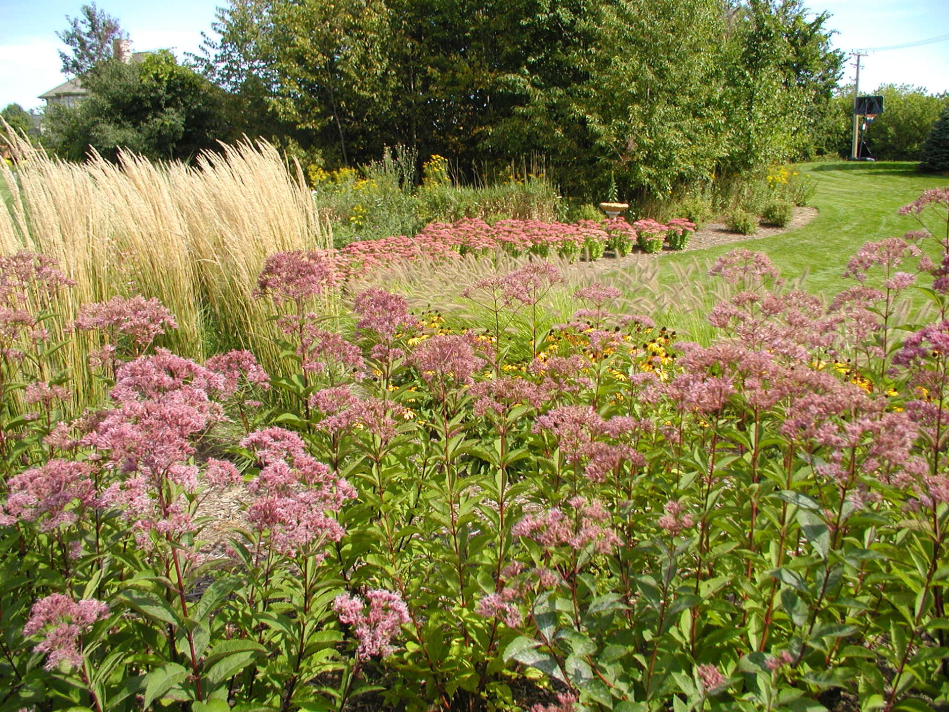 A lush garden scene with tall grasses, pink flowers, and green trees. A path winds through, leading to a distant bench.