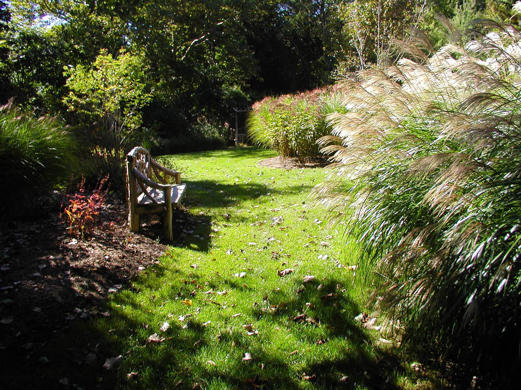 A serene garden scene with a wooden bench, surrounded by lush greenery and ornamental grasses under a clear sky.