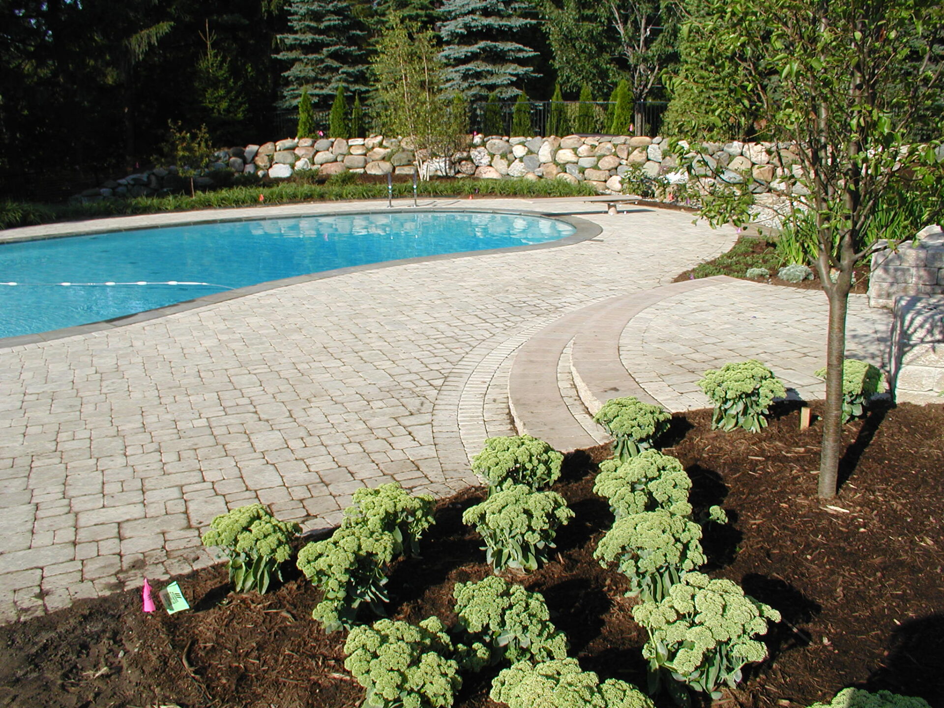 A serene backyard with a swimming pool, surrounded by neatly arranged plants and trees, beside a cobblestone path, under a clear sky.