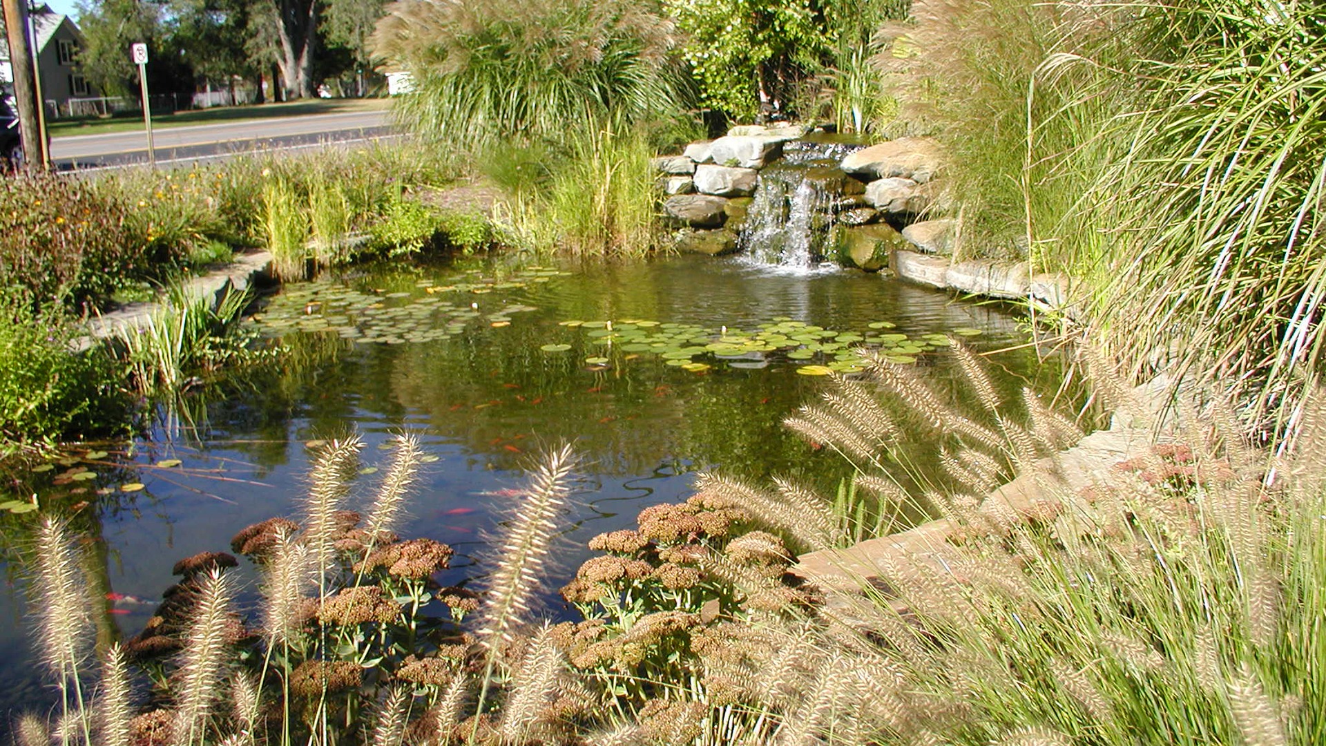 A serene garden pond with a small waterfall, surrounded by lush greenery and blooming plants; a peaceful, tranquil setting.