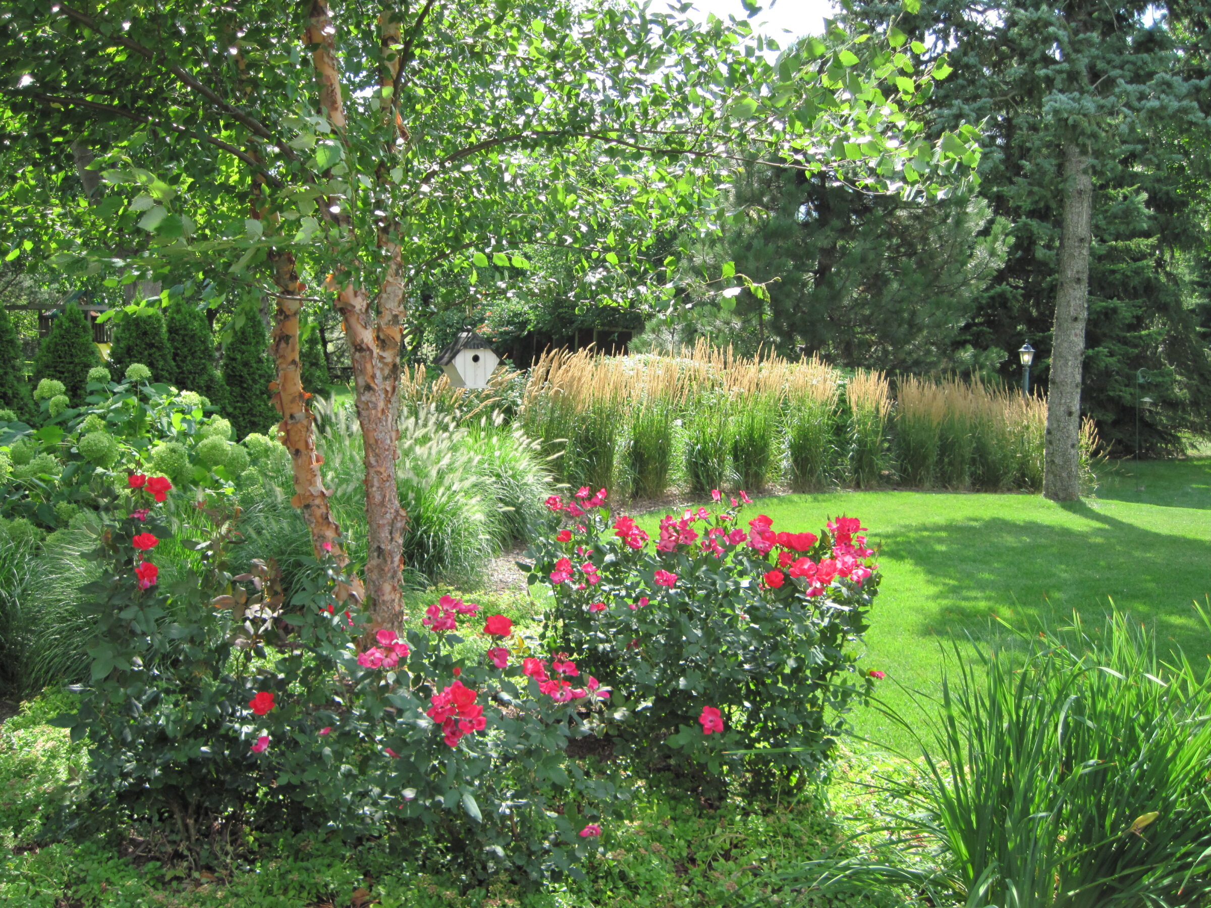 Lush garden scene with vibrant red roses, tall grasses, and a tree on a sunny day. A small birdhouse is visible.