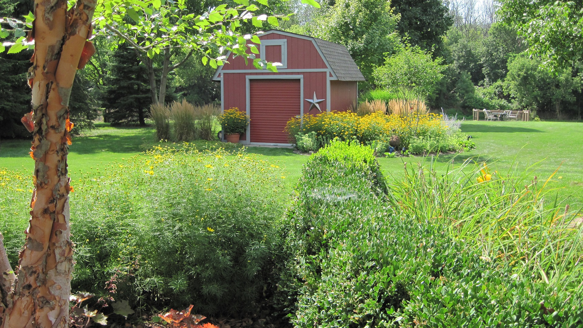 A charming garden scene with a red shed, lush greenery, and vibrant flowers under a clear sky. A peaceful outdoor space.