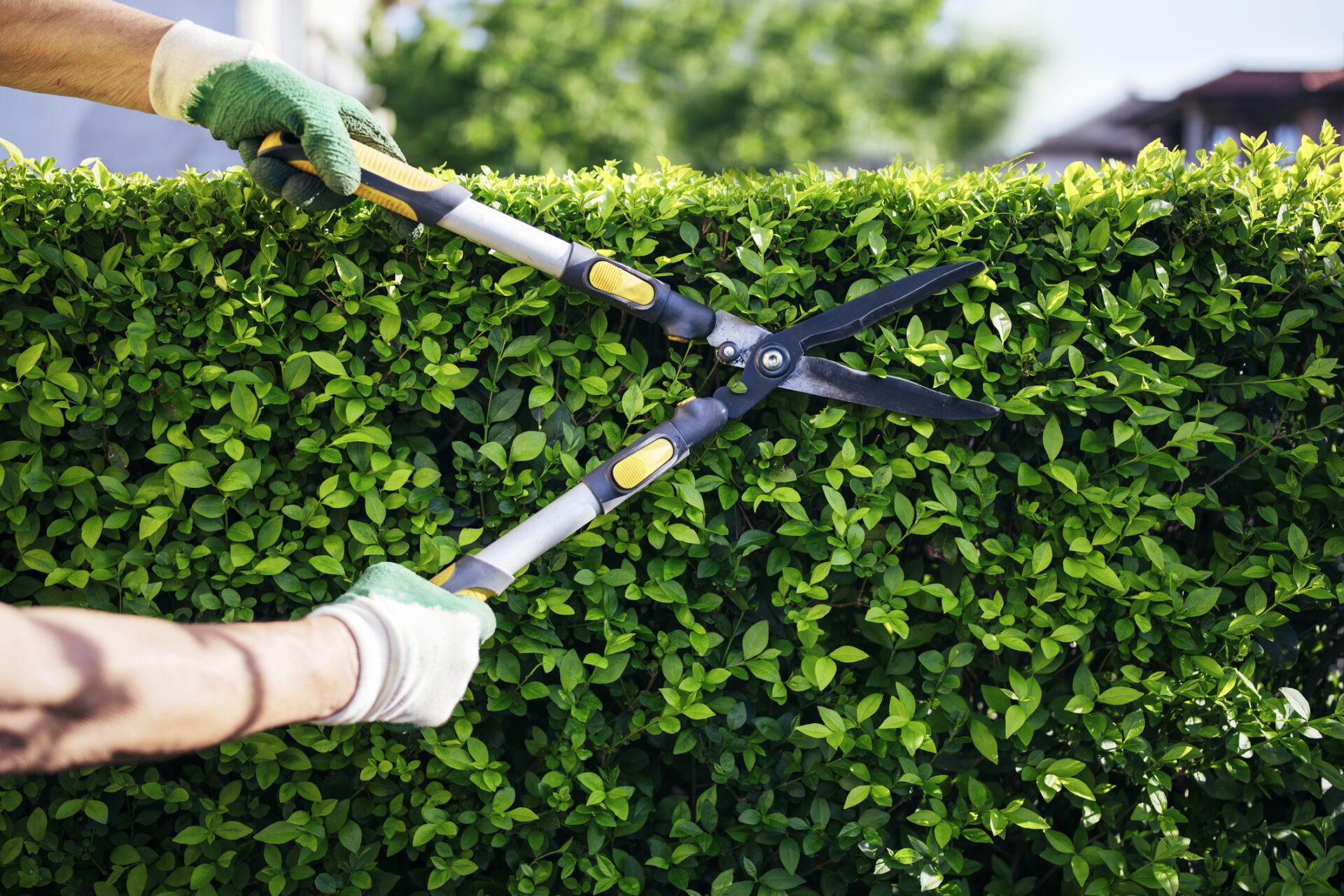A person with gloves is trimming a lush green hedge with large garden shears, under a clear sky in a sunny garden.