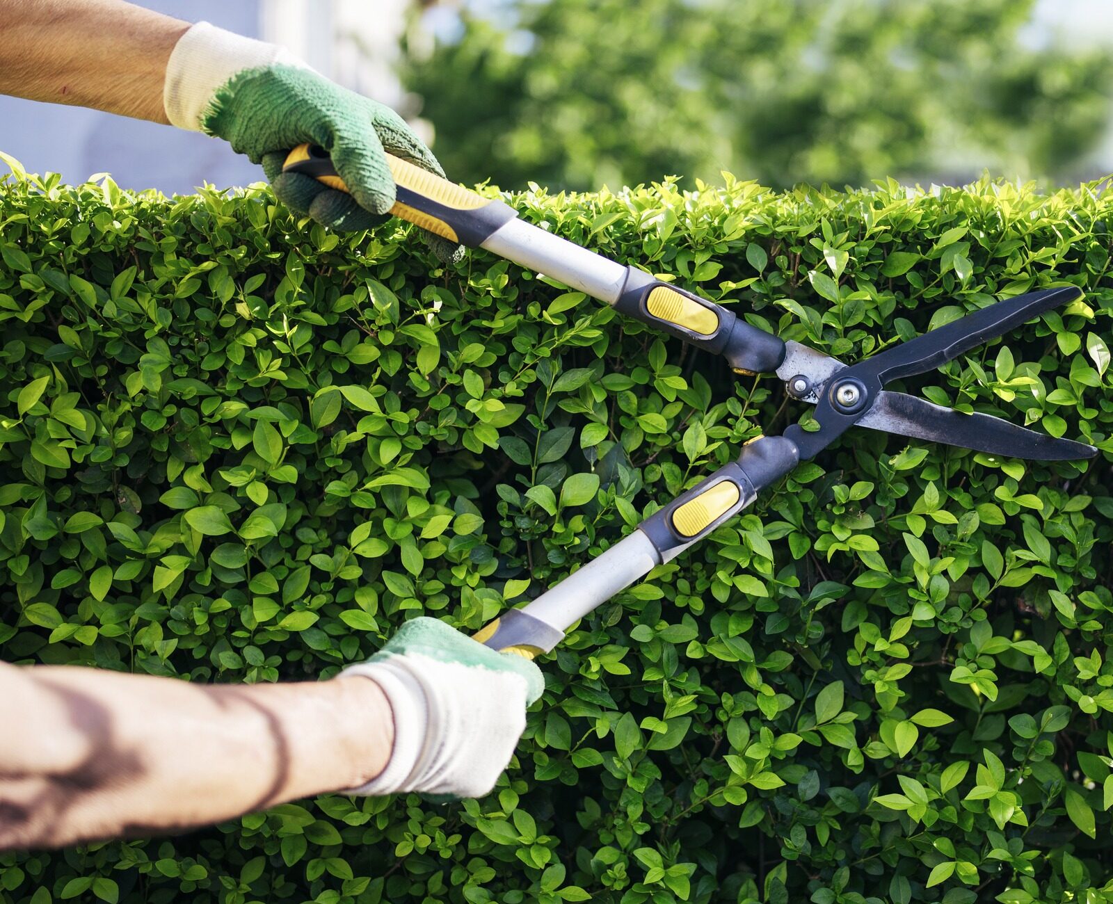 A person with gloves is trimming a lush green hedge with large garden shears, under a clear sky in a sunny garden.