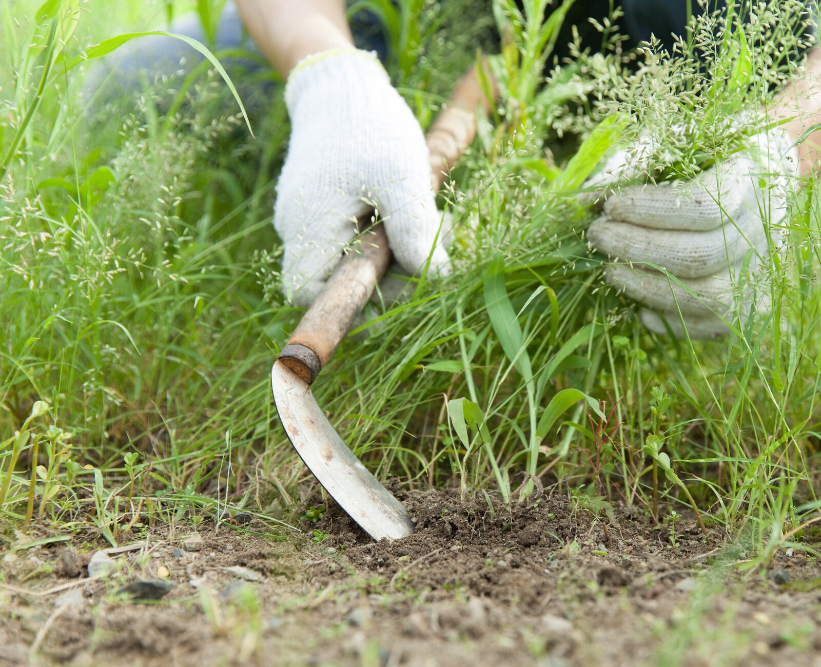 A person wearing gloves pulls weeds using a sickle in a lush, green garden, focusing on clearing soil and grass.