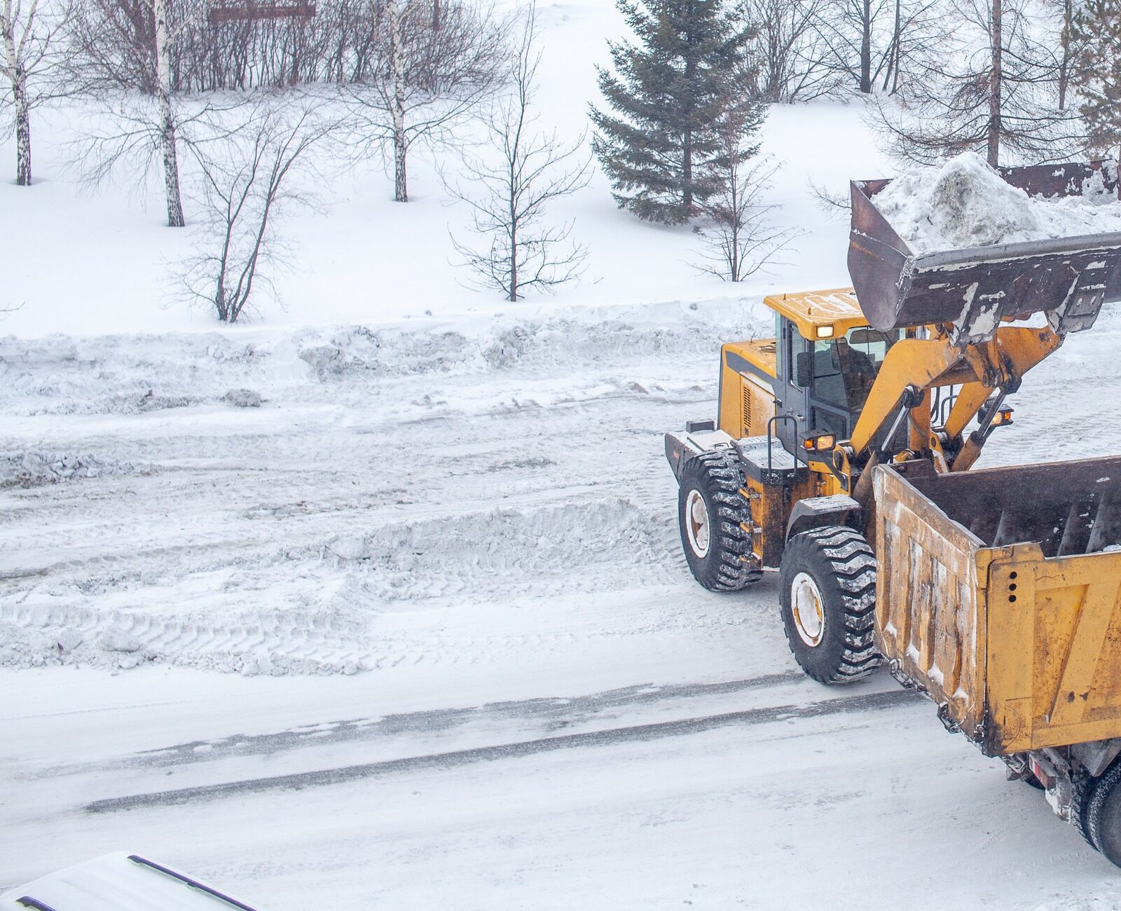 A snow-covered street shows a loader transferring snow into a dump truck amidst winter trees, under a wintry white landscape.