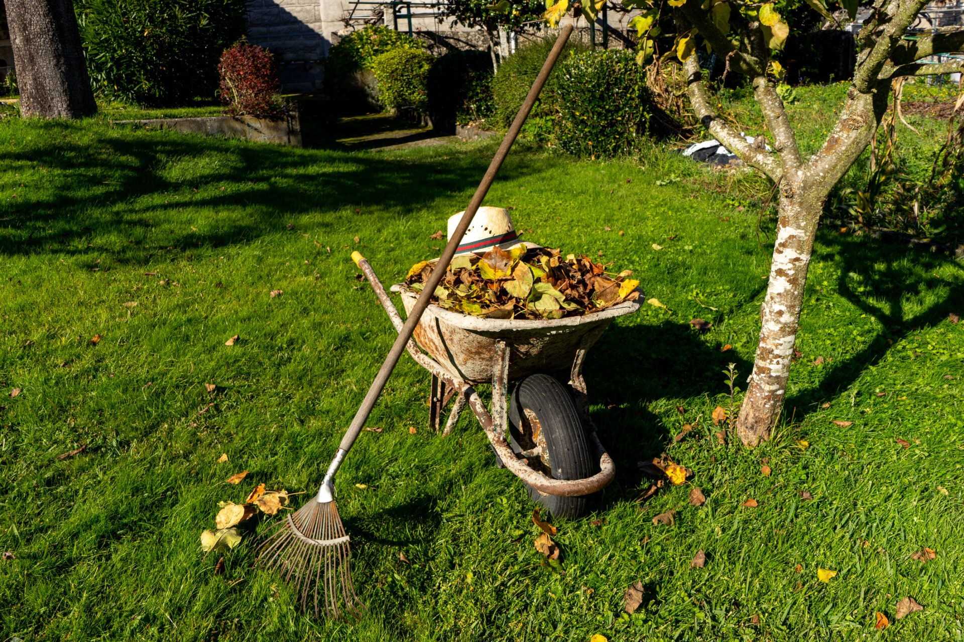 A wheelbarrow full of leaves, hat placed on top, rests beside a rake and tree in a sunny garden.