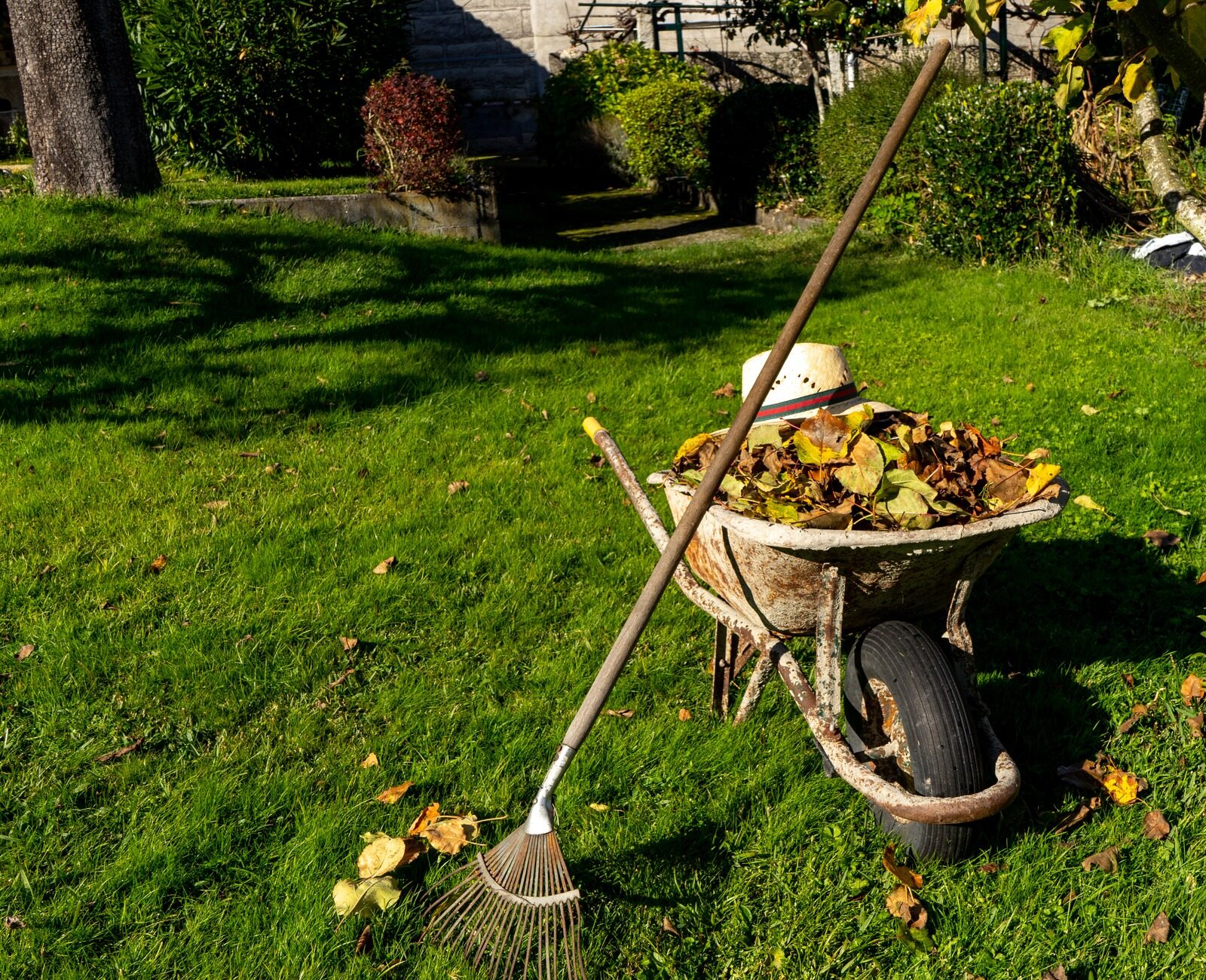 A wheelbarrow full of leaves, hat placed on top, rests beside a rake and tree in a sunny garden.