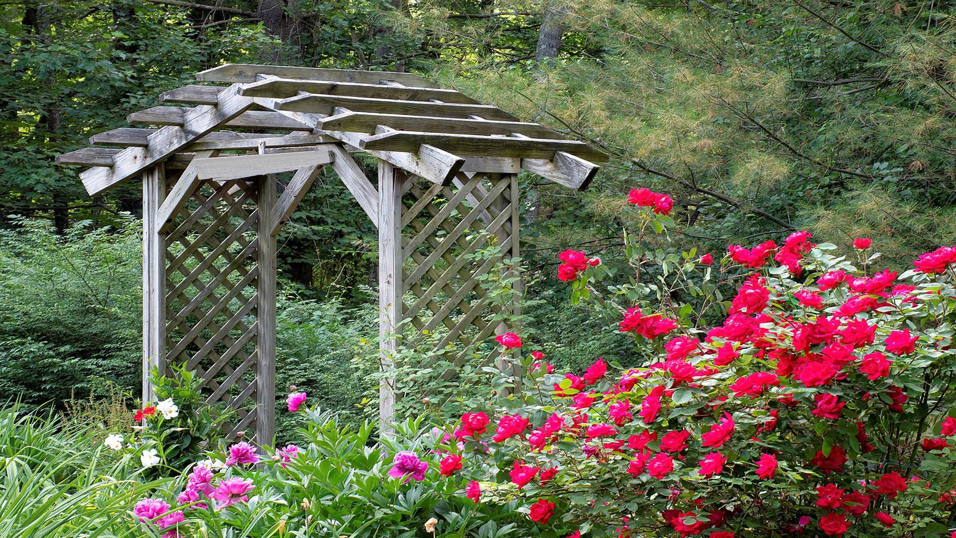 A wooden garden pergola amidst lush green foliage and vibrant red roses, surrounded by various blooming flowers and dense trees.