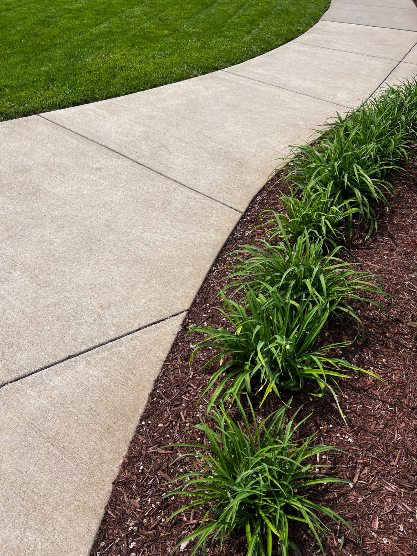 Curved concrete path bordered by green plants and red mulch, adjacent to a neatly maintained lawn under clear daylight conditions.