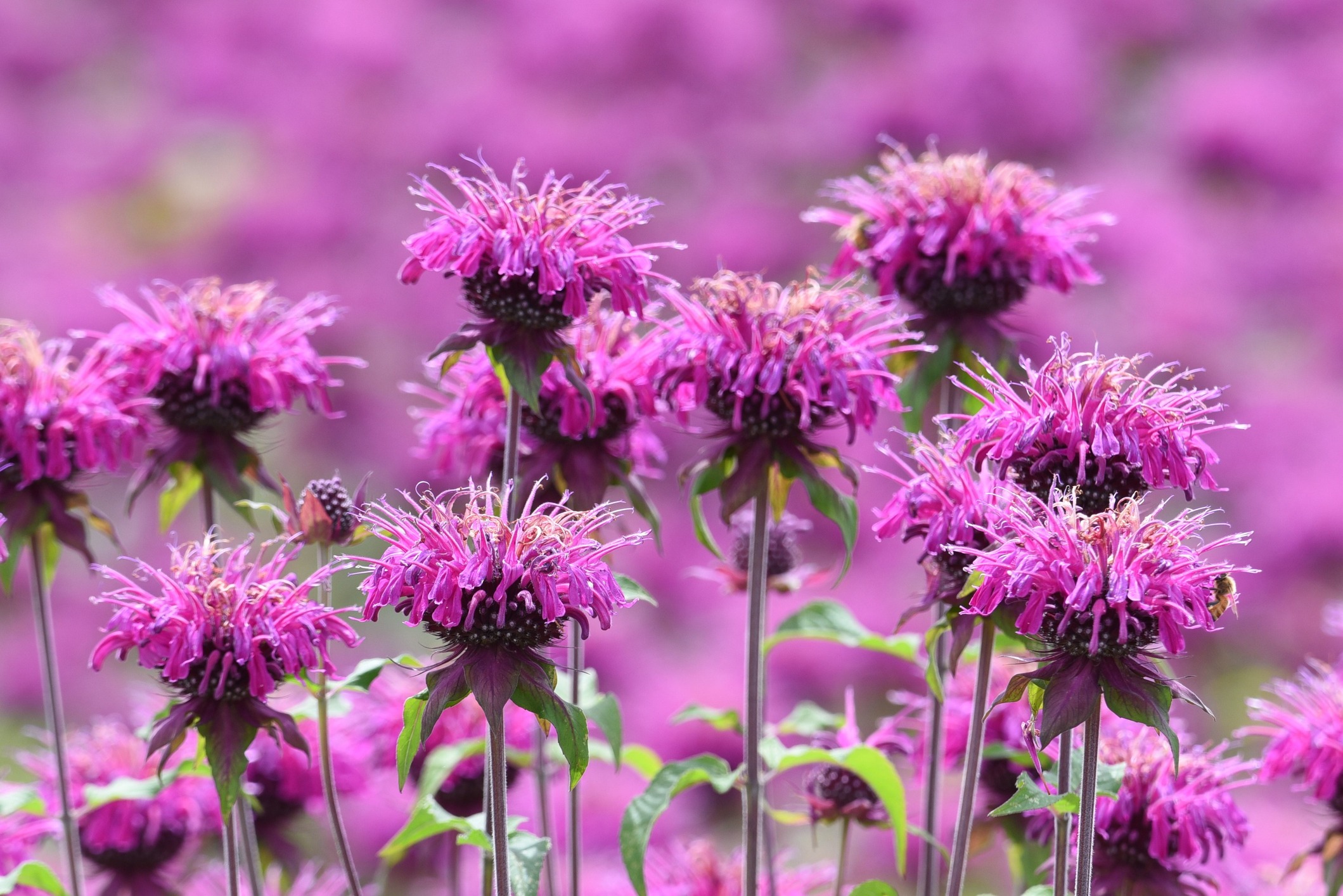 Field of lavender-pink wild bergamot flowers clustered on square stems, ideal for pollinator-friendly gardens.