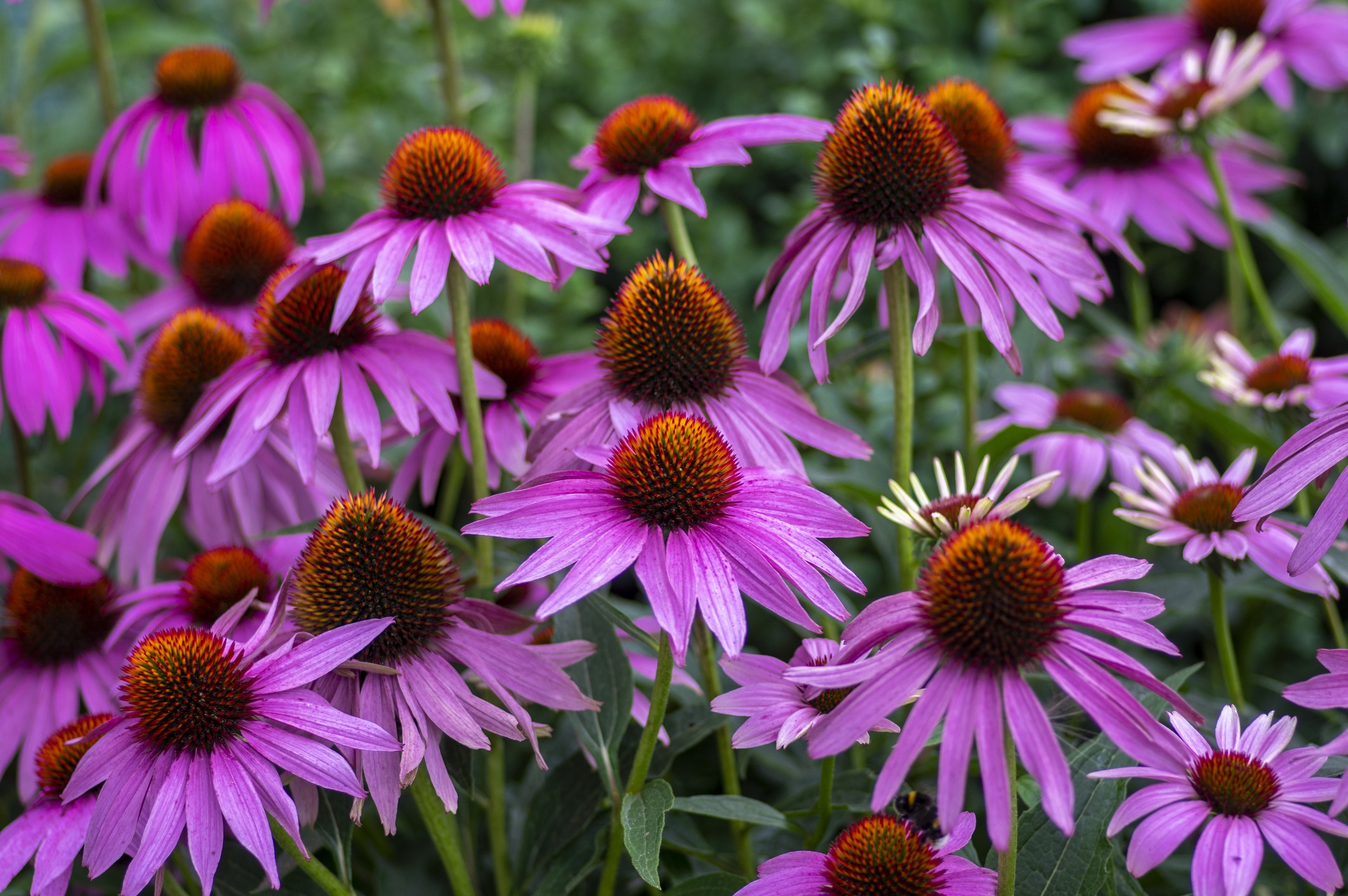 Close-up of blooming purple coneflowers with prominent orange centers, attracting pollinators.
