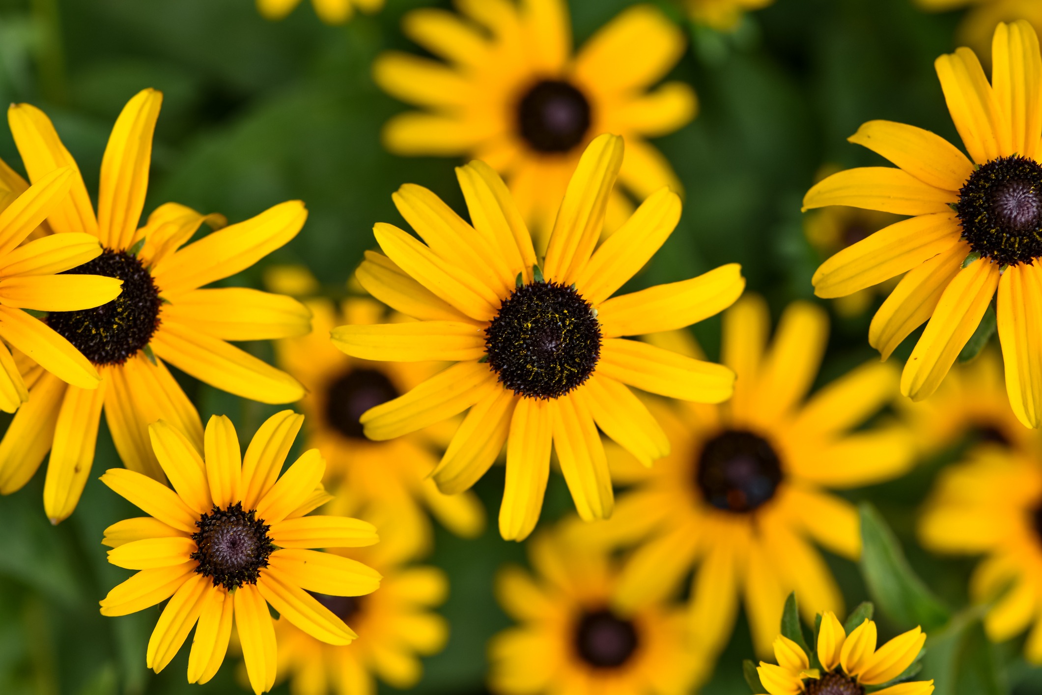 Dense cluster of yellow Black-eyed Susans with dark centers, radiating bright summer color.