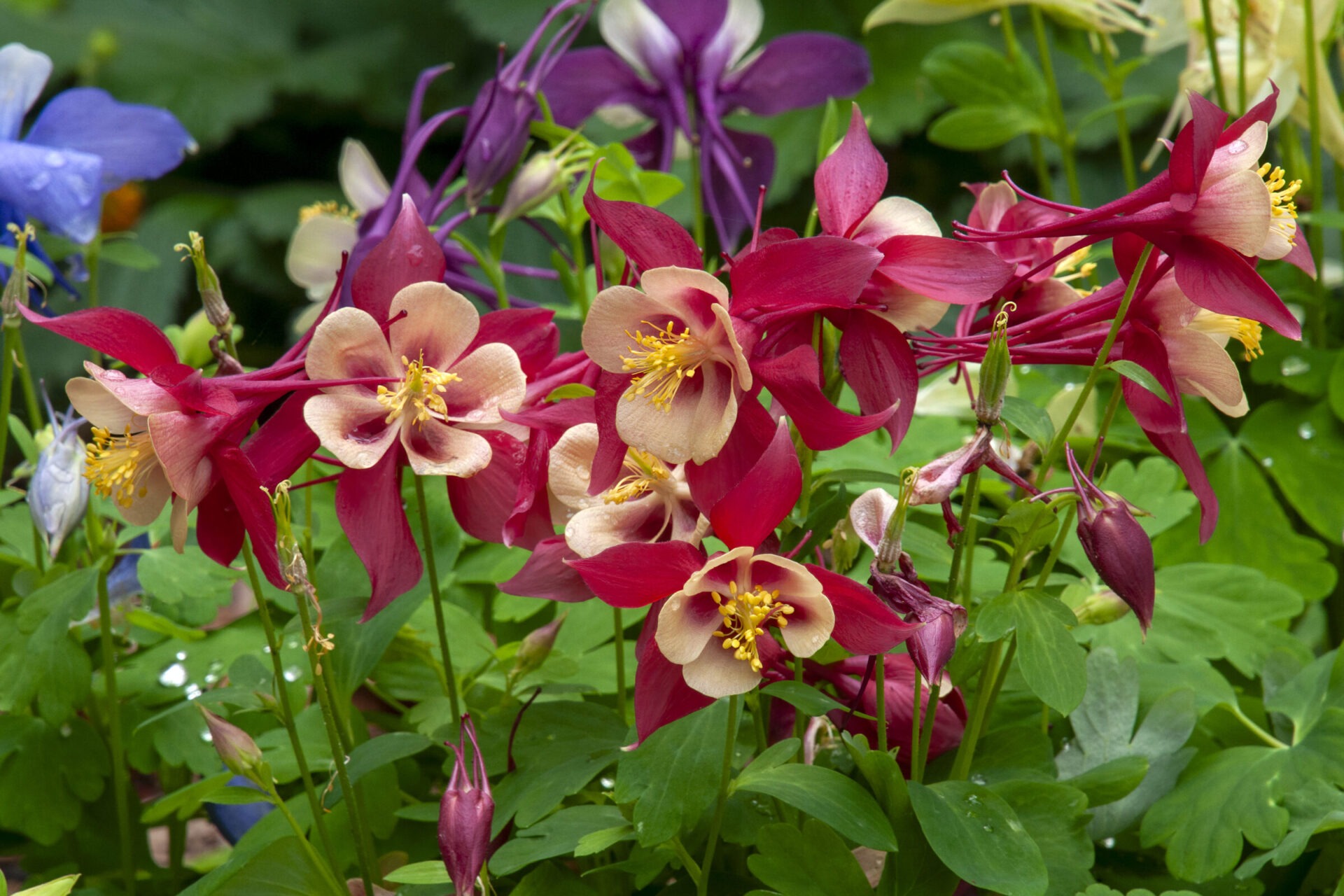 Elegant red and yellow blooms of wild columbine swaying on arching stems amid green background.
