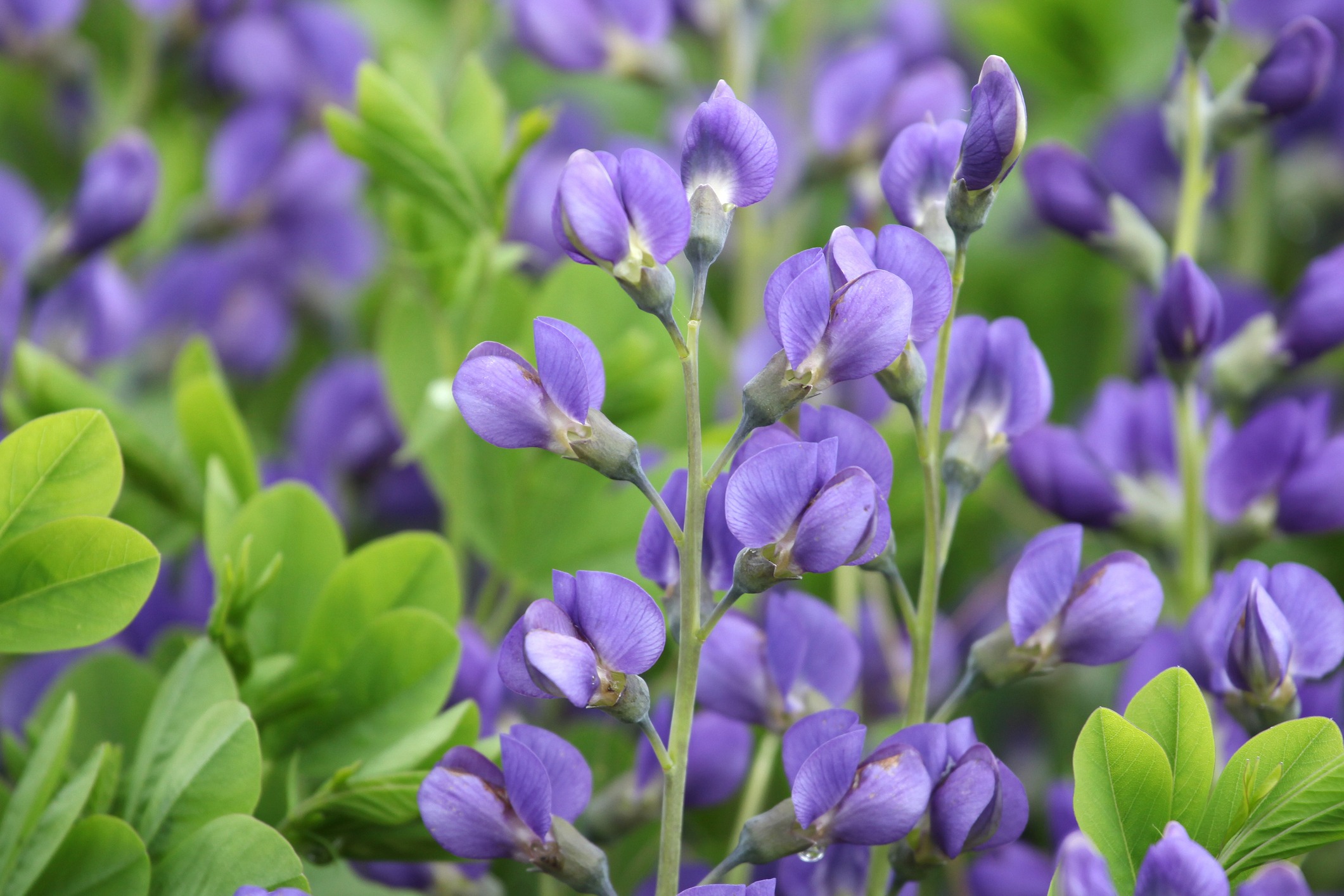 triking blue-purple flower spikes of blue false indigo rising above lush foliage in a native garden.