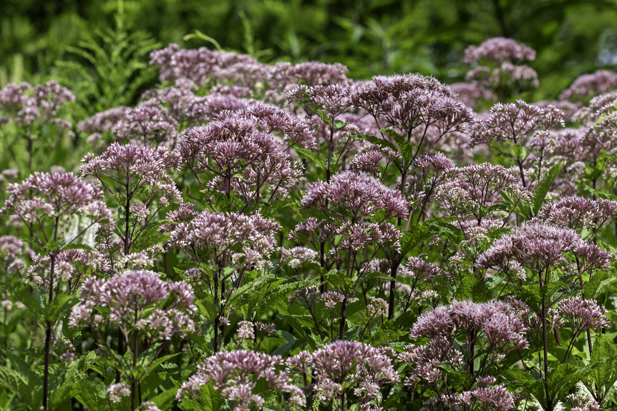 Tall stems of Joe-Pye weed topped with dusty pink flower clusters, flourishing in a naturalistic planting bed.