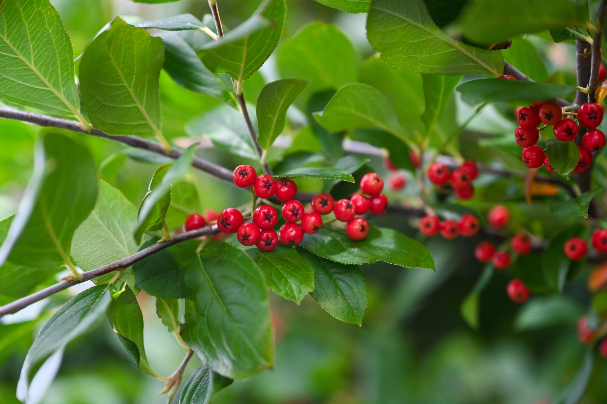Winterberry holly plant with bright red berries and dark green leaves