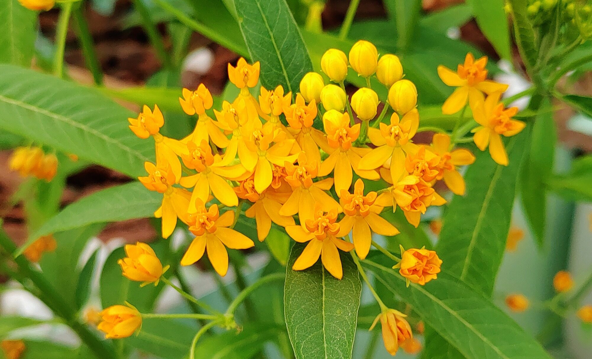 Vivid orange blooms of butterfly weed on upright stems, surrounded by lush green foliage.
