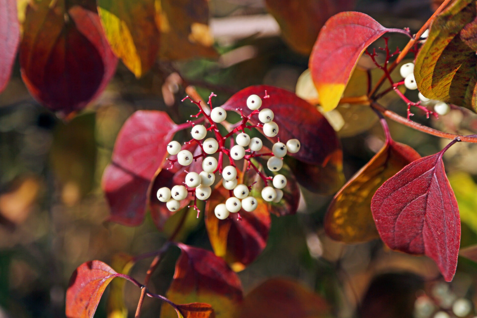 Canada: Red Osier Dogwood