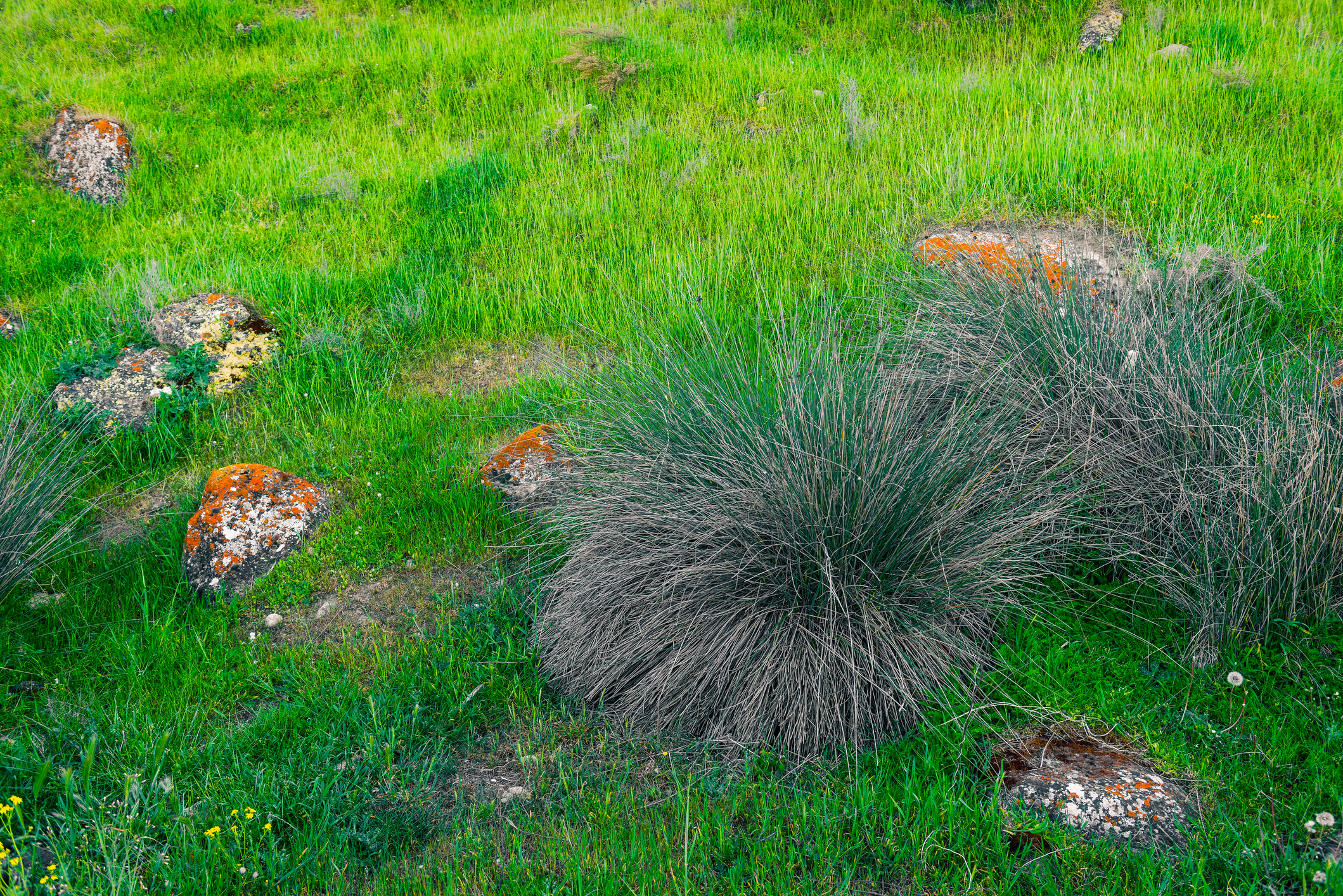 Clumps of prairie dropseed grass in a lawn border, displaying fine green foliage with late-season texture.